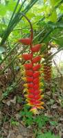 ต้นเฮลิโคเนีย​ สร้อยกัทลี​(heliconia rostrata)​?ดอกสีแดง?  *โตเร็ว ทนโรค ให้ดอกดก*