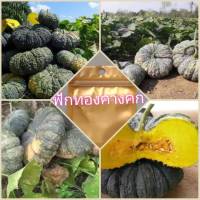 เมล็ดพันธุ์ฟักทองคางคก