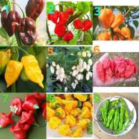 เมล็ดพันธุ์ พริก ( Chilli Pepper Seed ) นำเข้า ของแท้100%