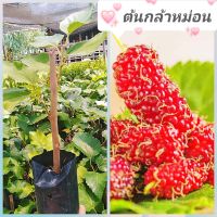 ต้นหม่อน​หรือต้นมัลเบอร์รี่​  กินผลได้​ มีสรรพคุณ​ทางยา