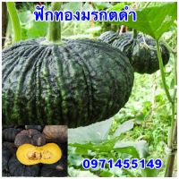 เมล็ดฟักทองมรกตดำ 30 เมล็ด