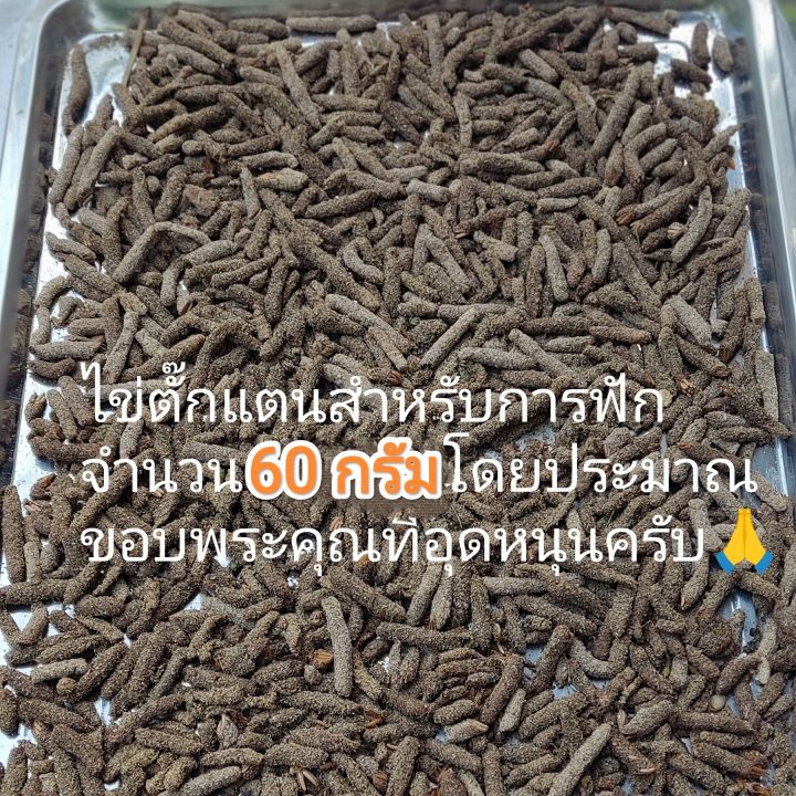 ไข่ตั๊กแตน-ไข่ตั๊กแตนปาทังก้า-น้ำหนัก-50-กรัมแถมฟรีอีก-10-กรัม-ราคาพิเศษ