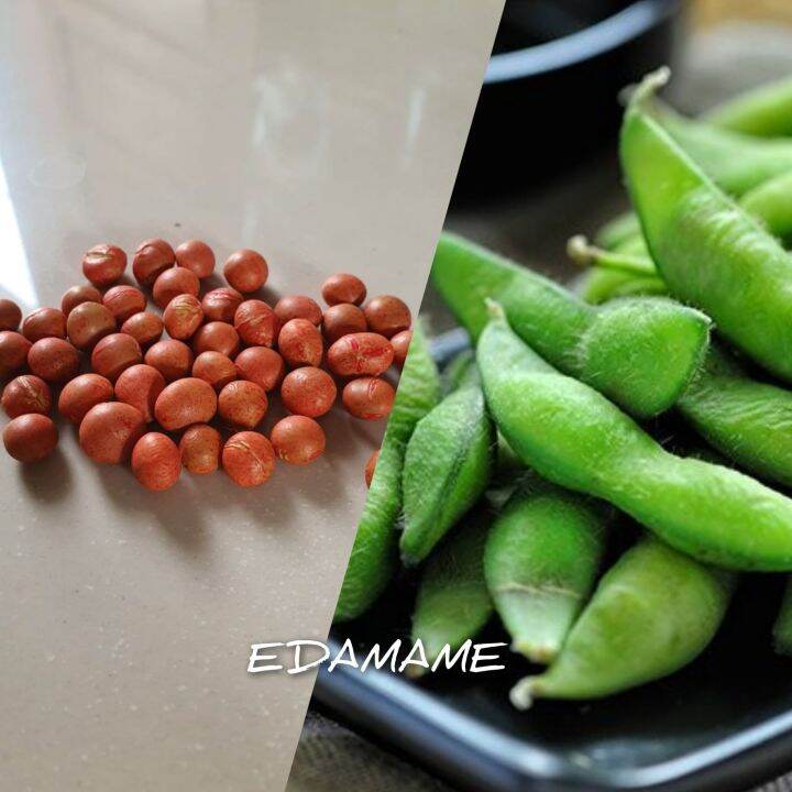 40 BUTIR BIJI/ BENIH KACANG KEDELAI EDAMAME | Lazada Indonesia