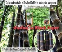 ไผ่ตงยักษ์ดำ(อินโดนิเซีย) ไผ่ Black Asper ไผ่สวยงาม ไผ่ประดับ ไม้มงคล