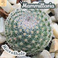 [แมม นกฮูก] Mammillaria Microthele ส่งพร้อมกระถาง แคคตัส Cactus Succulent Haworthia ไม้อวบน้ำ พืชอวบน้ำ ไม้หนาม ไม้ทะเลทราย กระบองเพชร