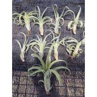 ?8.8 ?Tillandsia Curly slim ทิลแลนด์เซีย เคอรี่สลิม