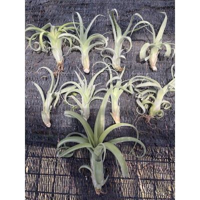 🔥8.8 🔥Tillandsia Curly slim ทิลแลนด์เซีย เคอรี่สลิม