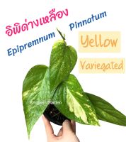 [ส่งฟรี] อิพิด่างเหลือง Epipremnum pinnatum yellow variegated ด่างสวย รากดี ขายเป็นกิ่งตัดสด พร้อมส่ง