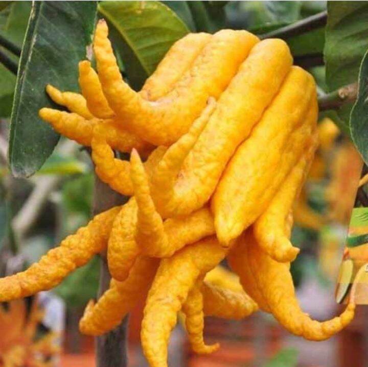 Pokok Buddha hand lemon Lazada