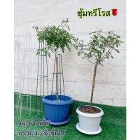 ซุ้มทรีโรส (T-Rose)เบอร์1️⃣ขนาด 70cm-เบอร์2️⃣-90cm-เบอร์3️⃣-100cm มี2สี ขาว/ เขียว