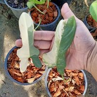 ❤️ Philodendron Bipennifolium Variegated ? ฟิโลเดรนไวโอลินด่าง เลือกต้นได้ ? ไม้ด่าง ไม้ฟอกอากาศ ? [PBV]