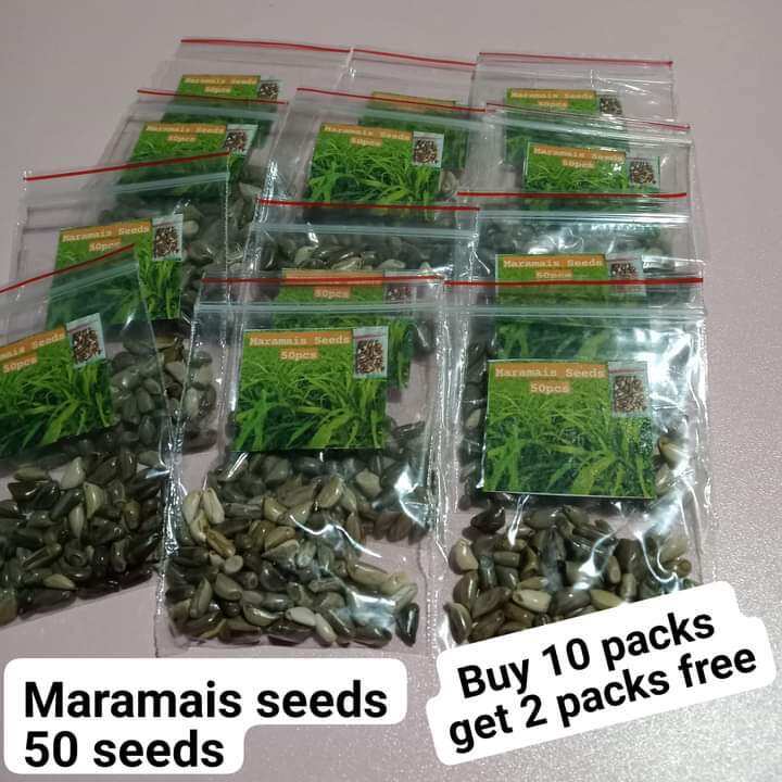 12 packs Maramais 50 seeds / Geukdong Ph Forage Mais seeds Mara Mais