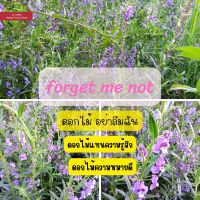 ต้นforget me not โปรดอย่าลืมฉัน ดอกสีม่วง ดอกเก็ทน็อต  ต้นพันธุ์สำหรับปลูกห่อตุ้ม 25ต้น100บาท ต้นอย่าลืมฉัน ต้นไม้แสดงความรู้สึก