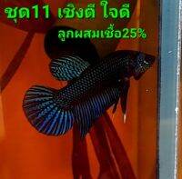 ปลากัดอีสานลูกผสม เชื้อ25% ชุด11 เชิงดี ใจดี รอยกำลังเล่น