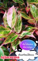 ต้นทรัพย์สีทอง Aglaonema Plant #ต้นแสงเงินแสงทองสีส้ม ต้นไม้มงคลที่ควรปลูกไว้ในบ้าน