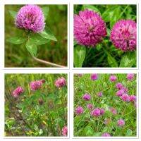 เมล็ดพันธุ์ โคลเวอร์ สีแดง (Red Clover) บรรจุ 200 เมล็ด นิยมทำเป็นผลิดภัณฑ์อาหารเสริม และดอกแห้งก็สามารถนำมาทำชาได้