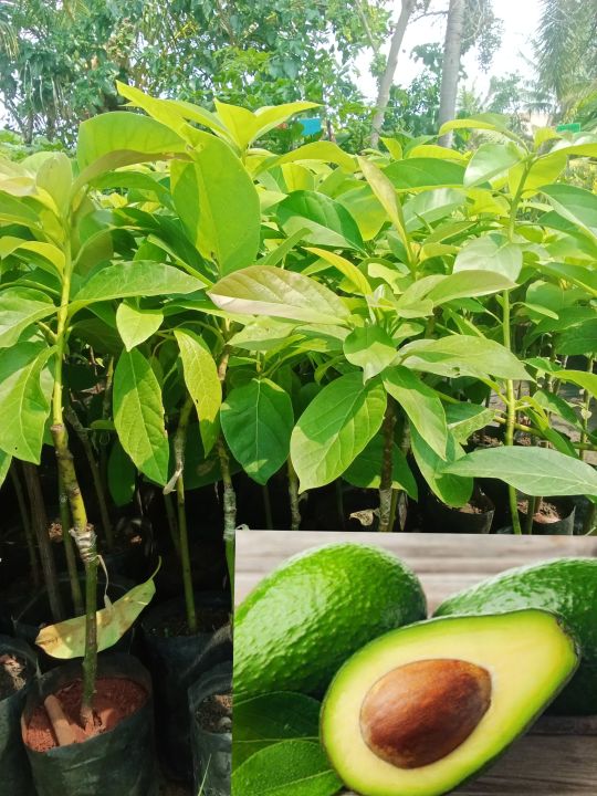 🥑ต้นอะโวคาโดแบบเสียบยอด ขนาด 60-75 cm👉วิตามินอี บำรุงผิวพรรณ ลดไขมันอุดตันในเส้นเลือด · สารต้านอนุมูลอิสระ ชะลอความชราภาพ ลดความเสี่ยงของโรคมะเร็ง