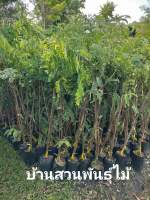 ต้นมะขามหวาน พันธุ์ประกายเพชร