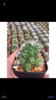 ถอดรากส่ง-แคคตัสแมมมิลาเรีย# คริสมาส # mammillaria spinosissimas# Cristmas Cactus #แคคตัสราคาถูก# กระบองเพชร # พืชทนแล้ง-รูปแรก ตย.ตอนโตม จำหน่ายรูป2 เป็นต้นไปค่ะ