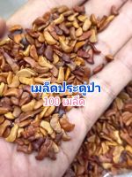 เมล็ดต้นประดู่ป่า 100 เมล็ด เมล็ดพันธุ์ ประดู่ป่า เมล็ด