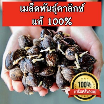 เมล็ดพันธุ์ปาล์ม-calix600-ของแท้-จากสถาบันวิจัย