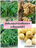 ต้นลองกองตันหยง​ เสียบยอด​✔️? ให้ผลผลิตดี​ ออกผลเร็ว