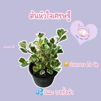 ต้นหัวใจเศรษฐี กระถาง 6 ต้น