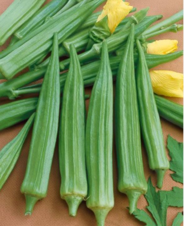 กระเจี๊ยบมอญ-okra-seeds-กระเจี๊ยบ-เขียว-แดง-เมล็ดพันธุ์กระเจี๊ยบมอญ-ผลดก-กรอบ-กระเจี๊ยบแดงบรรจุ-5-เมล็ด-กระเจี๊ยบเขียวบรรจุ-10-เมล็ด