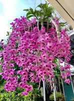 กล้วยไม้ หวายโนบิเล่ Dendrobium Nobile ?? ประดับตกแต่งบ้าน กล้วยไม้หวายลูกผสม