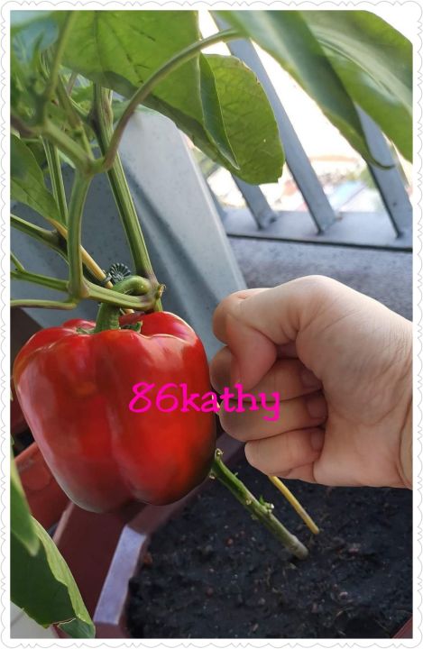 Seed Red Capsicum Chilli Seed Biji Benih Cili Loceng Merah Lazada