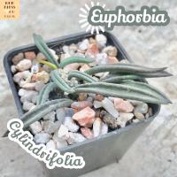 [ไดโนเสาร์ ใบเรียว] Euphorbia Cylindrifolia ส่งพร้อมกระถาง แคคตัส Cactus Succulent Haworthia Euphorbia ไม้หายาก พืชอวบน้ำ ไม้หนาม ไม้ทะเลทราย กระบองเพชร