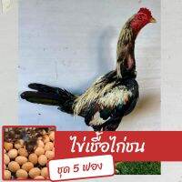 ไข่เชื้อไก่ชน ชุด 5 ฟอง สำหรับฟัก