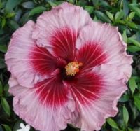 เมล็ดพันธุ์ชบาแคริบเบี้ยน เฮฟเว่น ออน เอิร์ธ(Heaven On Earth Caribbean Hibiscus Seed)บรรจุ 10 เมล็ด ของแท้ คุณภาพดี ราคาถูก นำเข้าจากต่างประเทศ