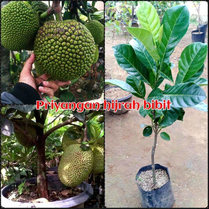 Bibit Tanaman Nangka Bulat 70 Cm Lazada Indonesia