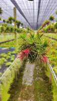 Till.ionantha v.ionantha ไม้กอ สับปะรดสีรากอากาศ ใน1กอมีประมาณ7-9กอ สินค้าพร้อมส่ง