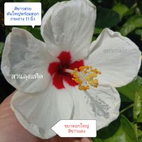 ชบาฮาวาย ดอกขาว ชบา ต้นชบา ดอกชบา Shoe Flower, Hibiscus, Chinese rose ดอกใหญ่ ไม้ดอก ต้นจริงพร้อมดอก สวนลุงแท็ค