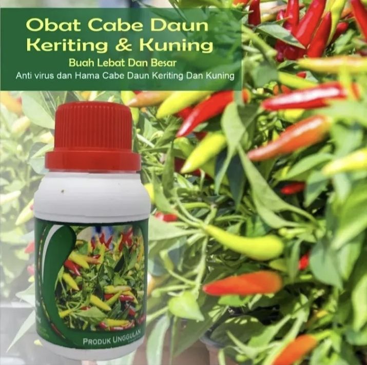 Obat Semprot Daun Cabe Keriting Bule Dan Kuning Bulai Cabai Rawit Basah