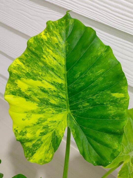 alocasia-gageana-aurea-variegated-บอนหูช้างด่างเหลือง-บอนหูช้างด่างขาวและบอนหูช้างด่างเหลืองมี-ลักษณะเด่นคือ-มีใบคล้ายกับหูช้าง-elephant-ears