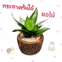 กระถางต้นไม้ กระถางต้นไม้ลายไม้ กระถาง ?