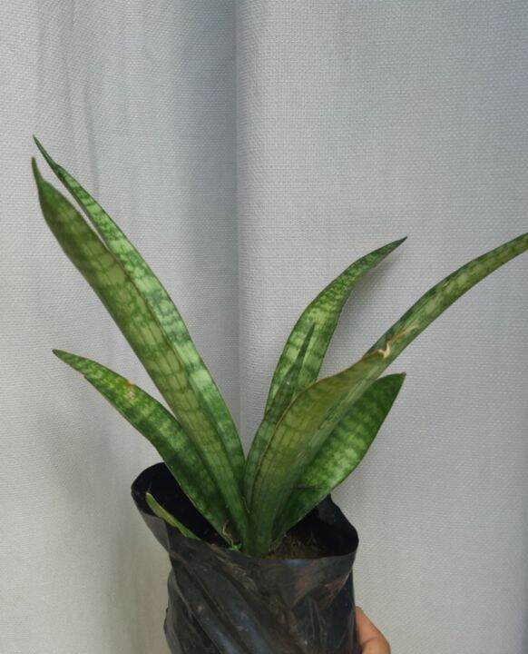 Snake Plant Sansevieria Uprooted Lazada PH