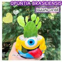 ??โอพันเทีย บราชิลี่ opuntia brasiliensis ?? ชนิดใบบาง สีเขียวอ่อน แต่ยอดอ่อนเอง เป็นไม้ในร่ม แดดรำไร น้องใบบางน่ารัก?