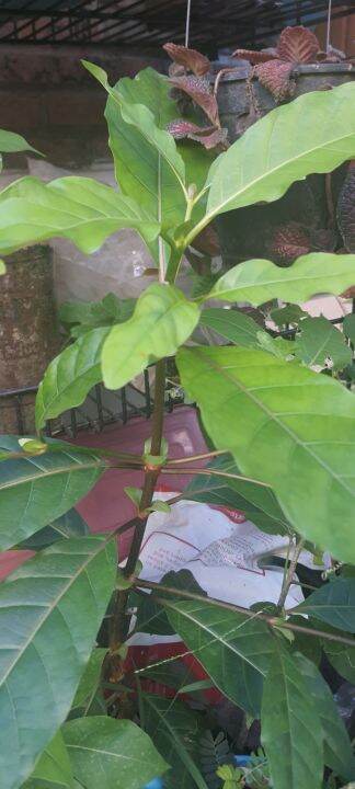 Beautiful Bangkal Tree Seedling Lazada Ph