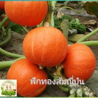 เมล็ดพันธุ์ฟักทองส้มญี่ปุ่น สายพันธุ์แท้คัดเมล็ดพิเศษ 10 กรัม อัตราการงอกสูง