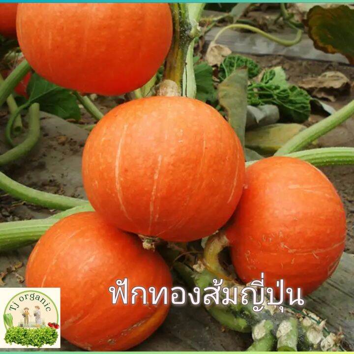 เมล็ดพันธุ์ฟักทองส้มญี่ปุ่น-สายพันธุ์แท้คัดเมล็ดพิเศษ-10-กรัม-อัตราการงอกสูง