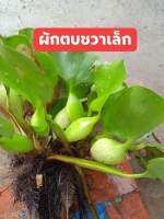 ผักตบชวาเล็ก แพ็คน้ำหนัก 500 กรัม อาหาร กุ้ง หอยปู ปลา