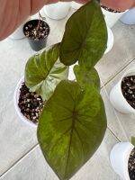 เซเรนดิพิตี้ (Alocasia serendipity variegated ) รับประกันความเสียหายระหว่างขนส่งและต้นยุบเป็นเวลา1อาทิตย์ค่ะนับจากวันที่ลูกค้าได้รับสินค้าค่ะ