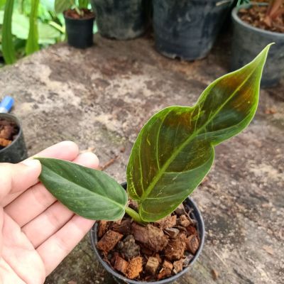 ❤️ (2/10/66) Philodendron Subhastatum 🌱 ฟิโลเดนดรอนหลังแดงด่าง 🌱 ไม้ด่าง ไม้ฟอกอากาศ 🌱 [PS]