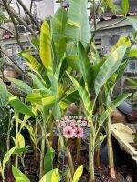 กล้วยปาปัว Papuan New Guinea banana tree