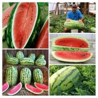 เมล็ดพันธุ์ แตงโม จูบิลี่ แตงโมยักษ์ (Jubilee Watermelon Seed) น้ำหนักผลเฉลี่ย 13-18 กิโลกรัม บรรจุ 5 เมล็ด