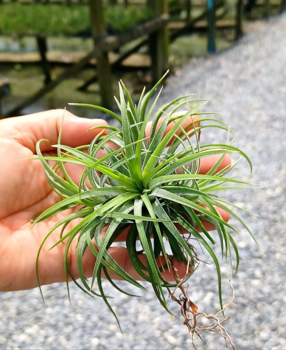 tillandsia-ionantha-ชุดละ-10-กอ